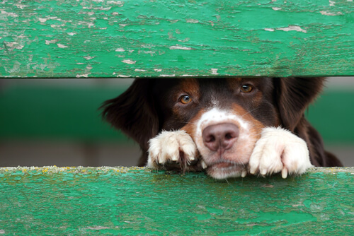 perro