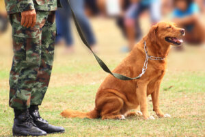 Historias de los perros en guerras