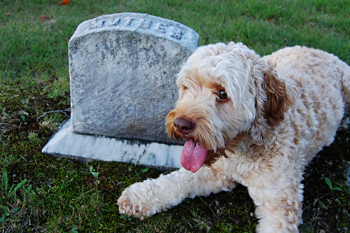 Perros fieles hasta después de la muerte