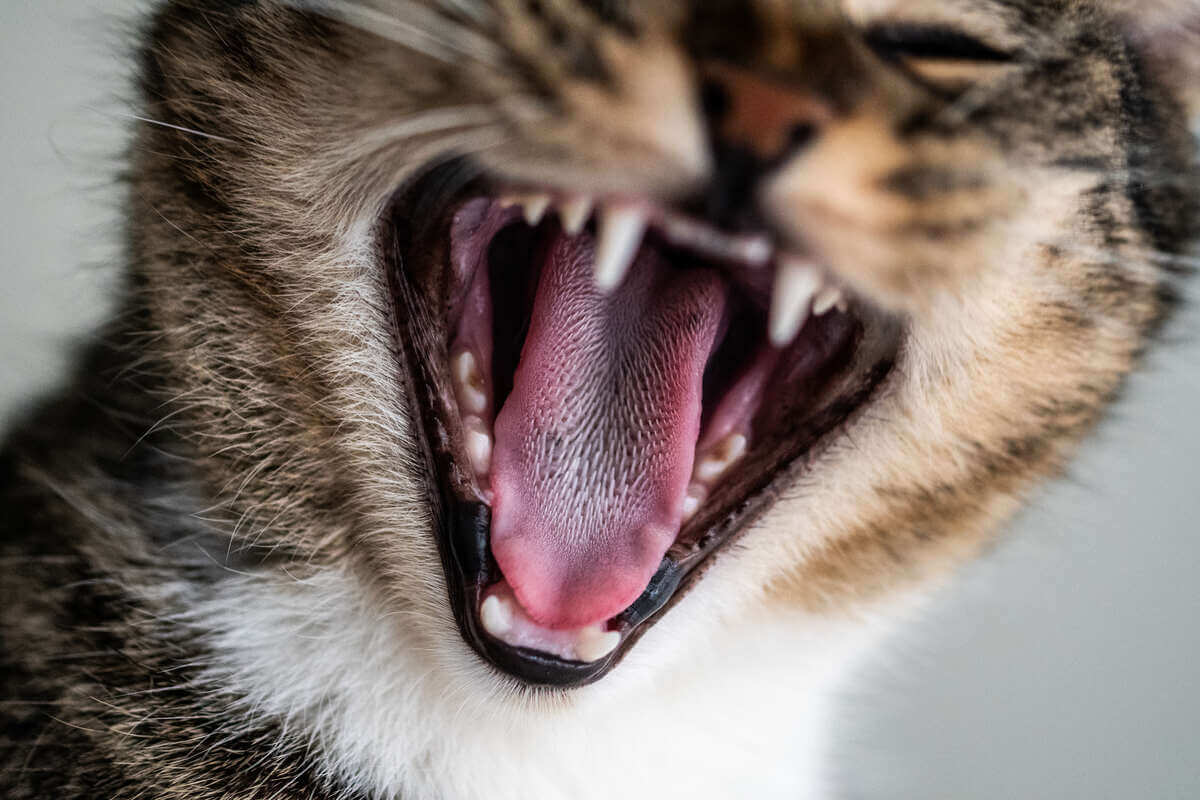Gato mostrando su lengua 