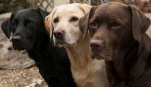 Black white and brown Labradors in a row