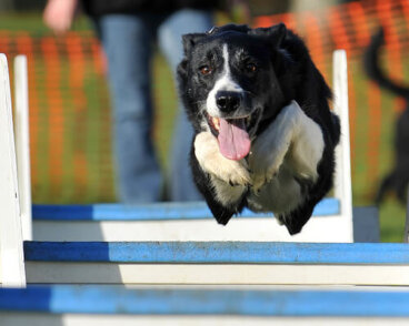 Los adiestradores caninos más famosos en España