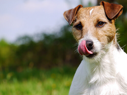 Los alimentos preferidos de los perros