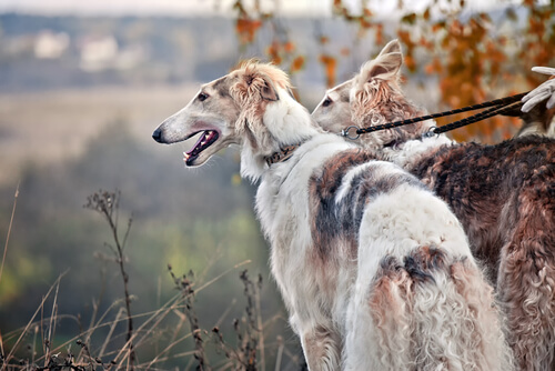 Borzoi