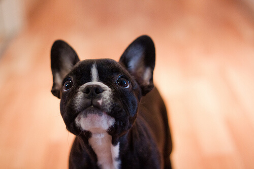 Autor: Lluis Satorre Gonzalez