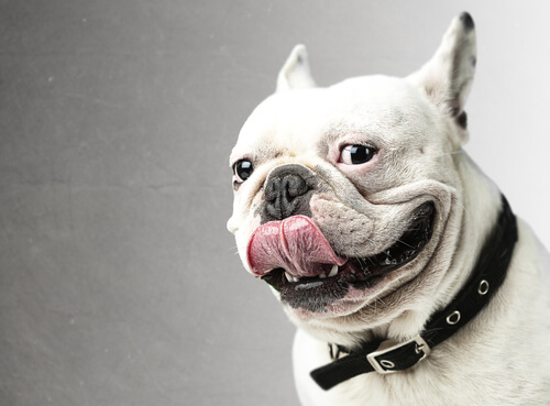 bull dog