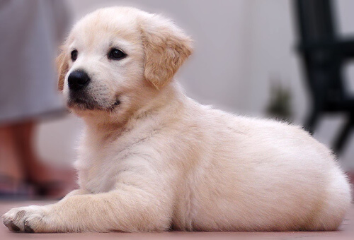 Los perros son como los humanos los hacemos