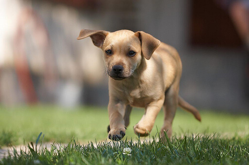 Para poder controlar al perro hay que saber controlarse uno mismo