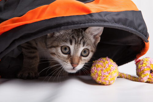 gato jugando