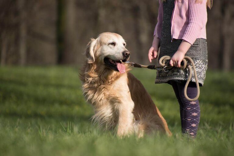 Consejos y cuidados para el pelo del golden retriever
