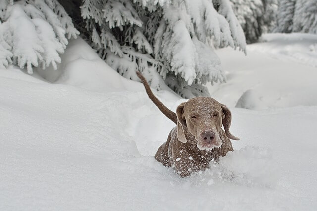 10 razas de perros de nieve
