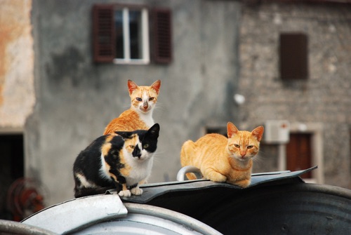 Un sirio alimenta a 150 gatos víctimas del conflicto Un sirio alimenta a 150 gatos víctimas del conflicto