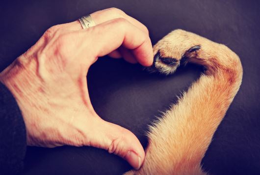 8 vídeos que nos enseñan a amar y respetar a los animales