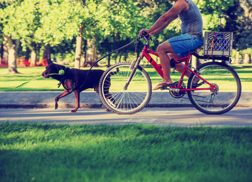 paseo perro
