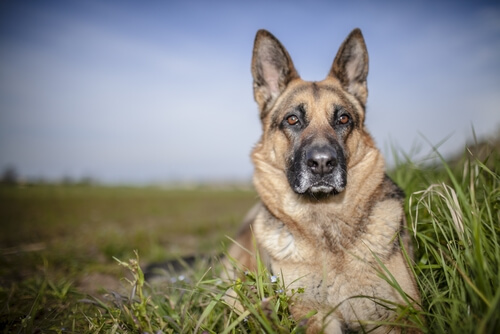 German Shepherd laying in the grass