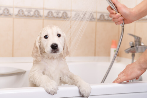 Cómo crear un perfume casero para los perros