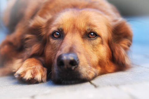 perro acostado