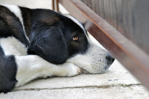 perro asustado