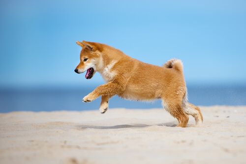 ¿Pueden bailar los perros?