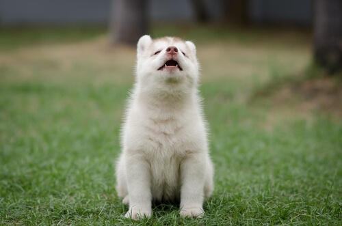 Enseña a tu perro a cantar