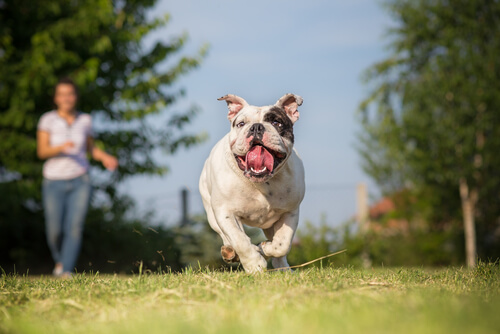 perro corriendo