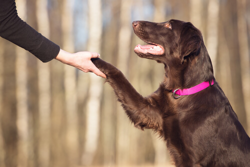 Errar es humano y perdonar es canino