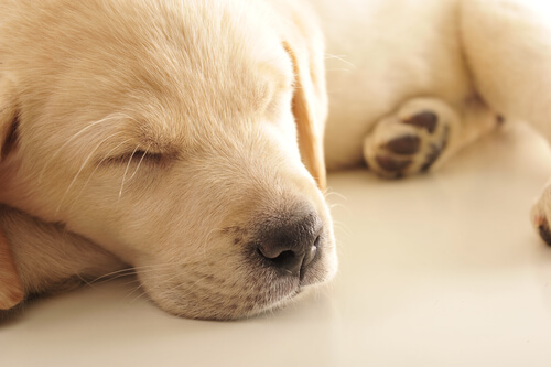 Por qué los perros lloran mientras duermen
