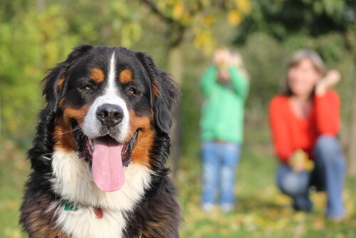 Un perro te será fiel hasta el último latido de tu corazón