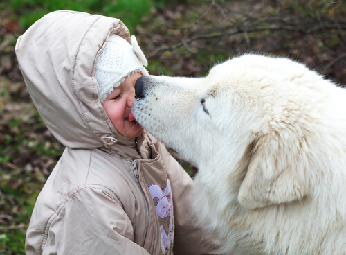 Chien lèche le visage d'un enfant.