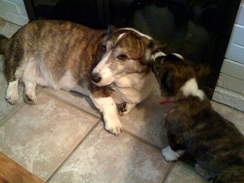 Puppy licking an adult dog lying on the floor