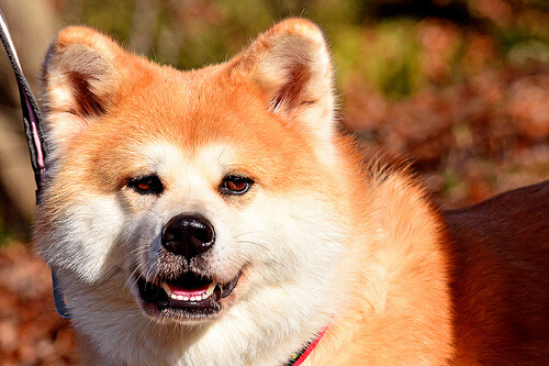 ¿Cómo reconocer a un perro miedoso?