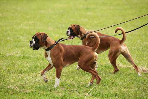 Perros de paseo