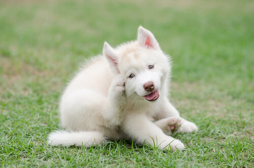 Todo sobre el prurito canino
