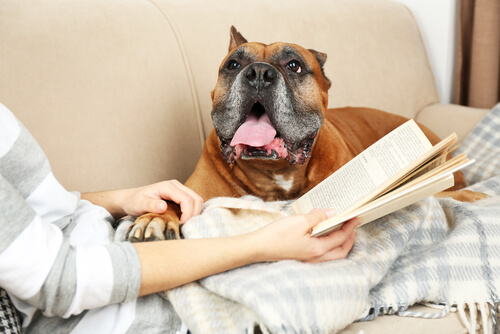 No grites a tu perro, ayúdale a entender qué hizo mal