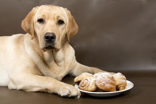 Los beneficios de la canela en los perros
