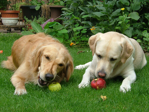 Perros comiendo manzanas