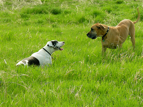 Dogs playing in the park.