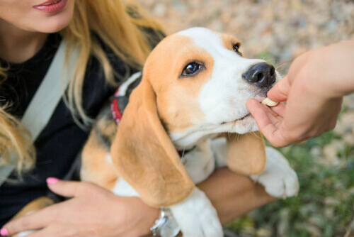 Premio para perros: comida