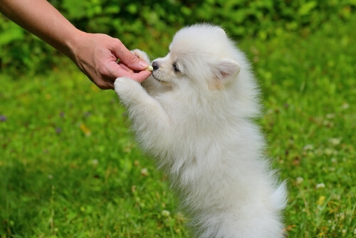 premio perro