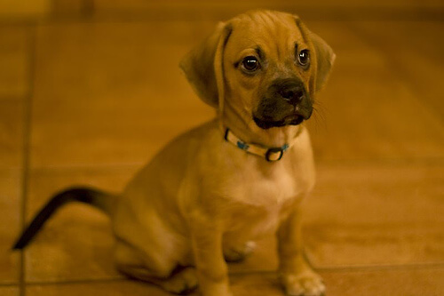 A boxer puppy.