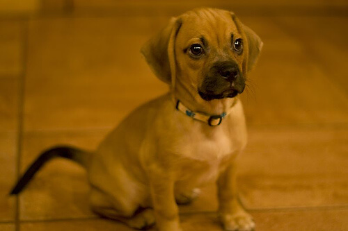 A boxer puppy.