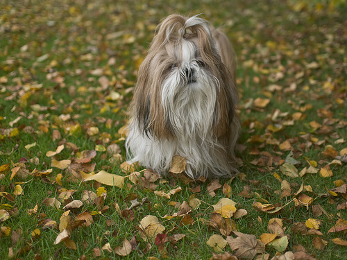 El Shih Tzu, un perro del Tíbet