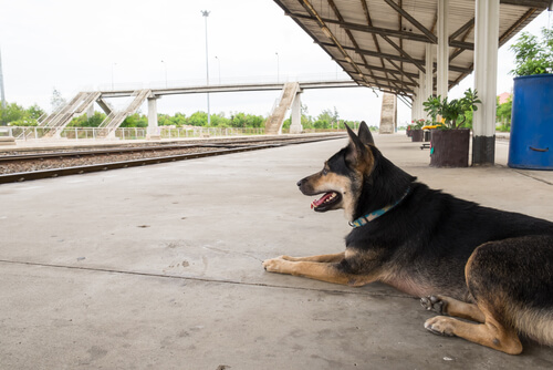 Dog abandoned at a train station