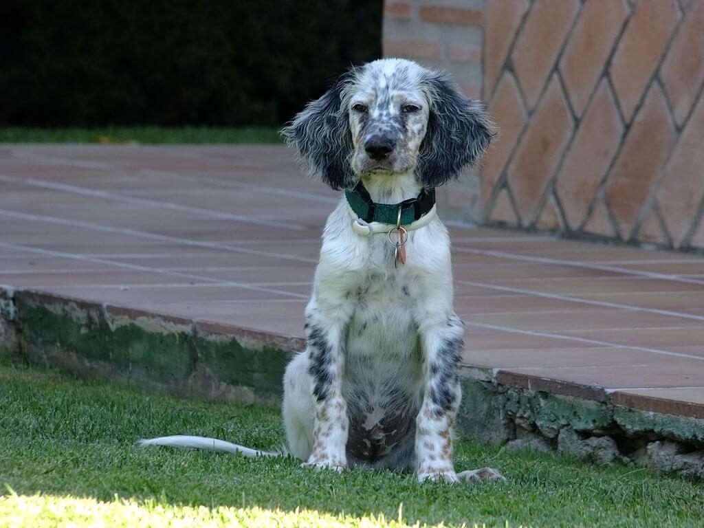 Setter inglés mirando lejos