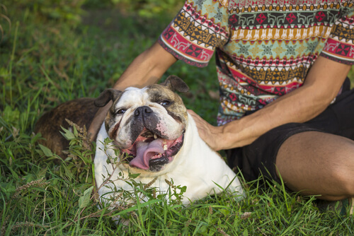 caricia de perro