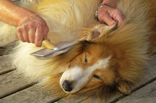 desenredar el pelo de un perro