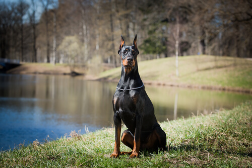 doberman cão de defesa