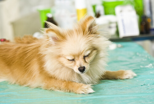 10 síntomas comunes de las enfermedades en los perros