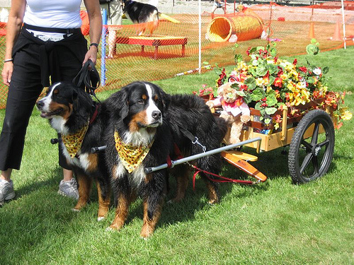 El Festival de las Luces en Nepal dedica un día a los perros El Festival de las Luces en Nepal dedica un día a los perros