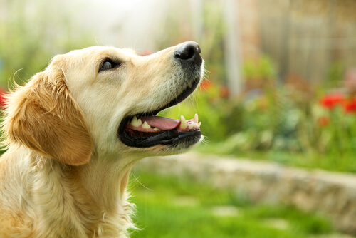 arka planda bahçe olan ağzı açık köpek